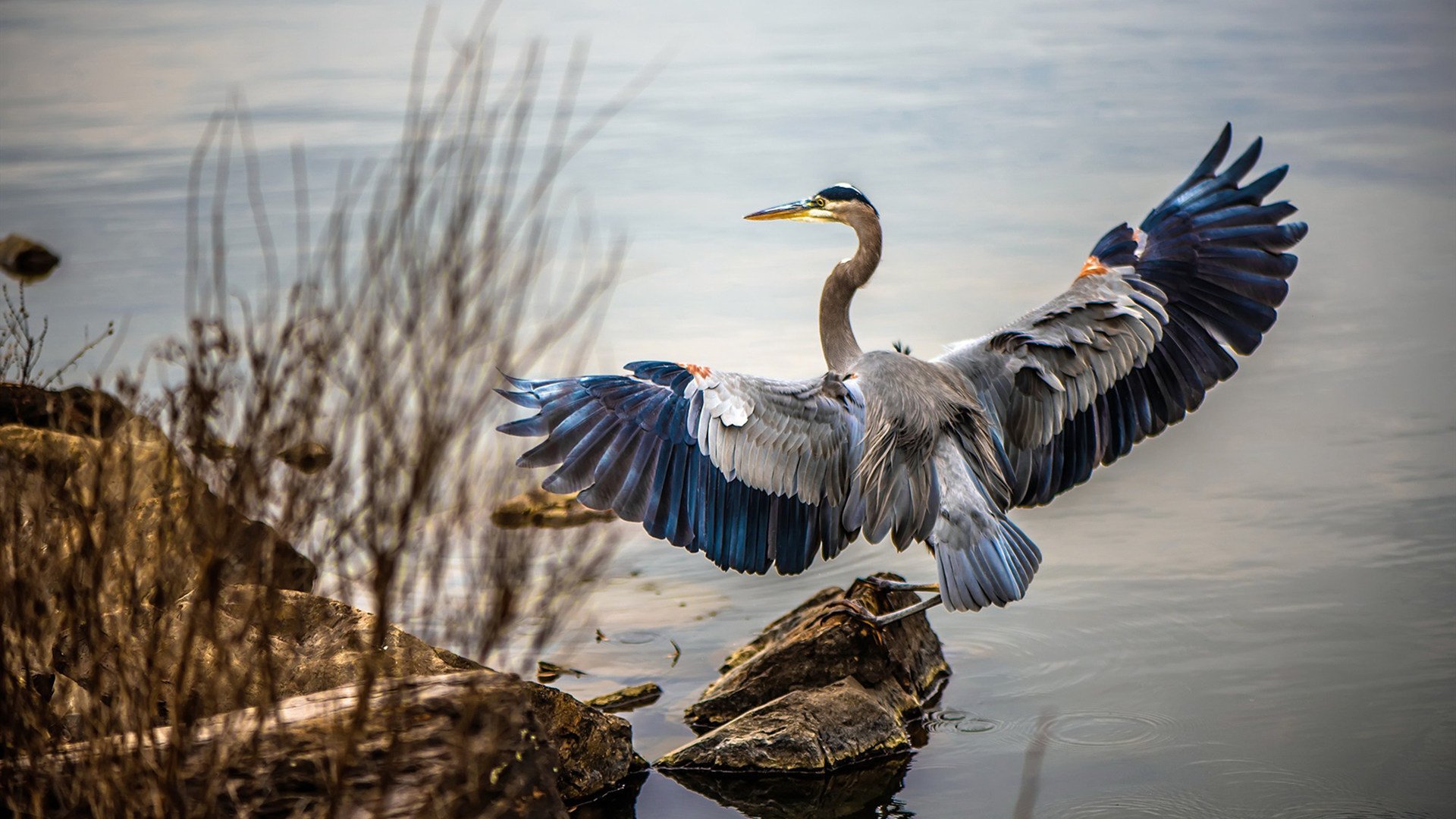掘金踏平深圳队，恩比德成为关键先生