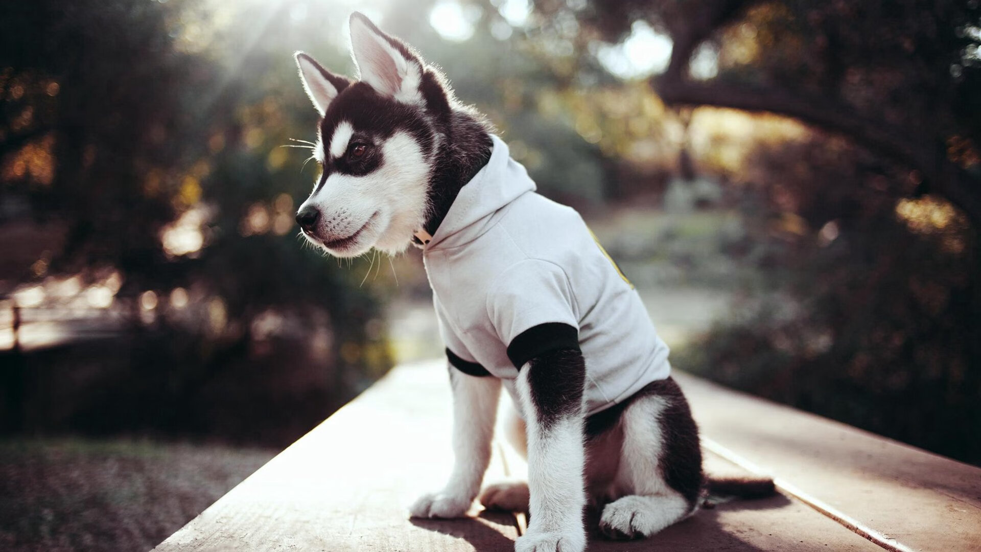 金玟哉化身进攻奇兵！拜仁对阵曼城，韩国铁卫的无人可挡之夜